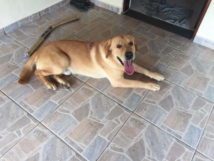 Cachorro ra a Labrador idade 1 ano nome Pepy