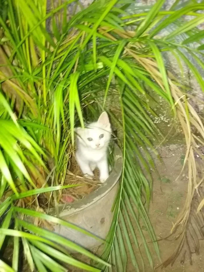 Gato ra a  idade 2 a 6 meses nome pricila