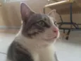 Fumaça