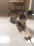 Fumaça