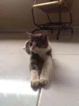 Fumaça