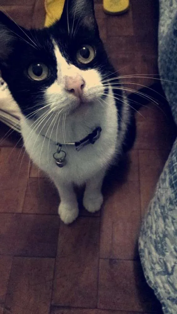 Gato raça Vira Lata Siamês idade 2 anos nome Linda