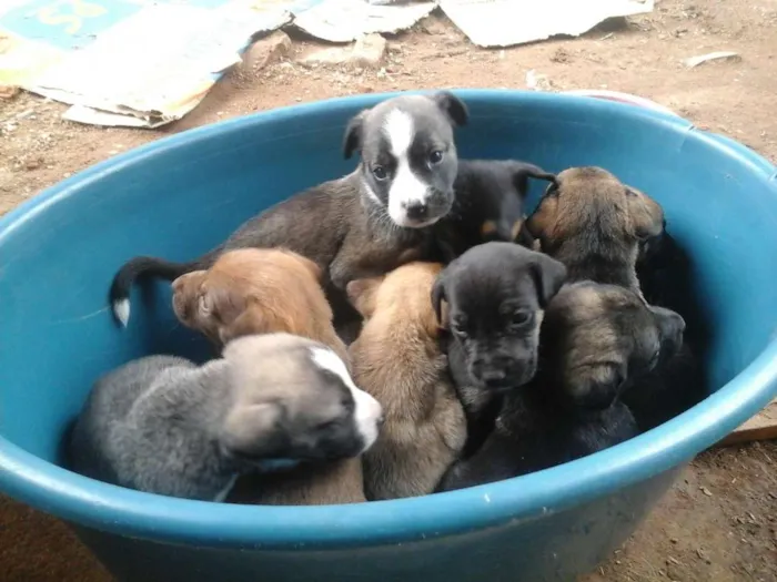 Cachorro ra a Vira lata idade 2 a 6 meses nome Negona