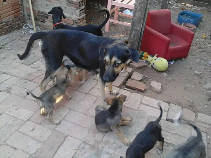 Cachorro ra a Vira lata idade 2 a 6 meses nome Negona