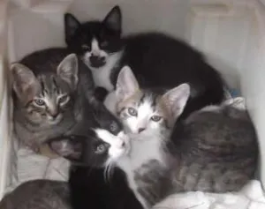 Gato raça  idade 2 a 6 meses nome nd