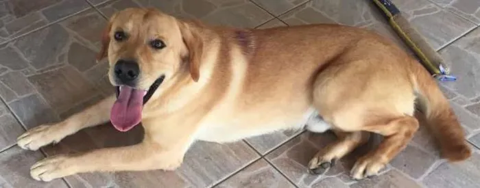 Cachorro ra a Labrador idade 1 ano nome Pepy