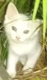 Gato raça  idade 2 a 6 meses nome pricila