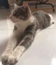 Fumaça