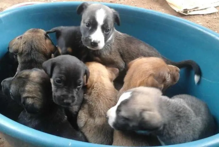Cachorro ra a Vira lata idade 2 a 6 meses nome Negona