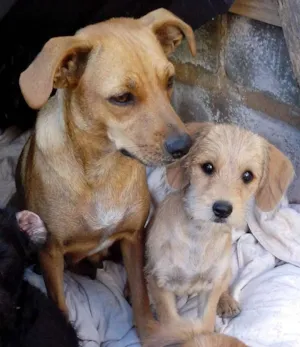Cachorro raça SRD idade 2 anos nome lilica
