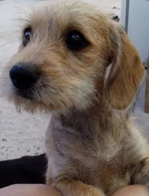 Cachorro raça SRD idade 2 a 6 meses nome sem nome