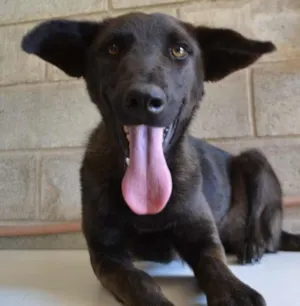 Cachorro raça SRD idade 5 anos nome LAYLA, uma guerreir