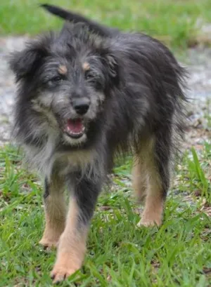 Cachorro raça SRD idade 2 a 6 meses nome AMORINHA!
