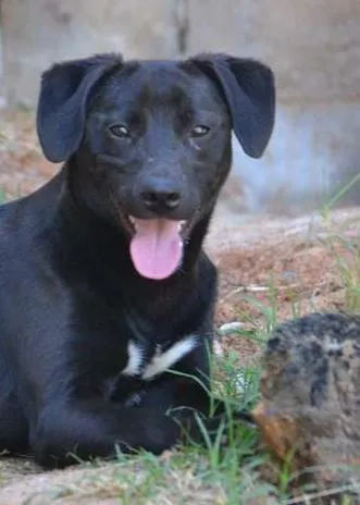 Cachorro ra a SRD idade 7 a 11 meses nome PATHOLY, um baby li