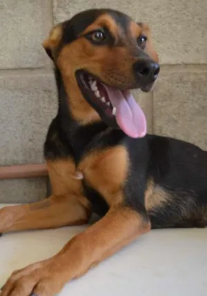 Cachorro raça SRD idade 2 a 6 meses nome SERENA, um filhote 