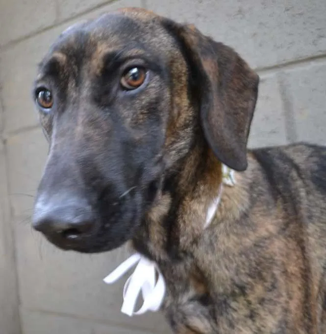 Cachorro ra a SRD idade 1 ano nome SIRI, uma doce bebe