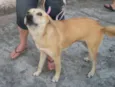 CACAU