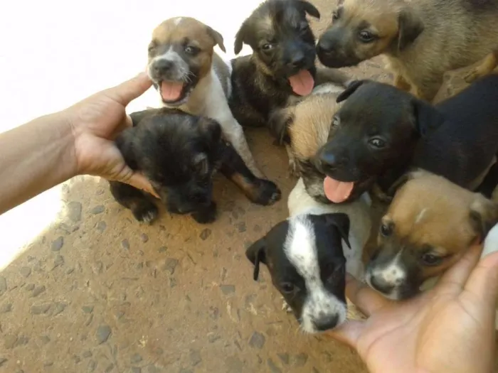 Cachorro ra a Vira-latas idade Abaixo de 2 meses nome Filhotes