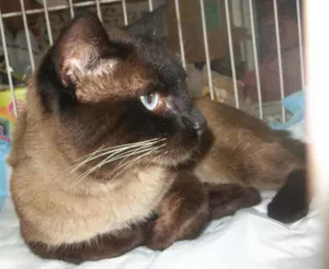 Gato raça Siamês idade 2 anos nome DINHO