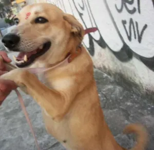 Cachorro raça SRD idade 1 ano nome CACAU