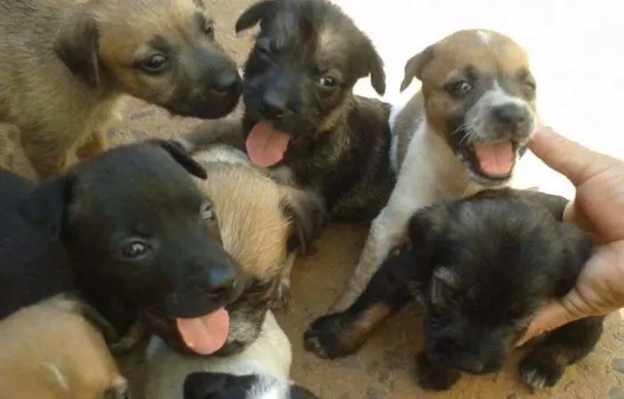 Cachorro ra a Vira-latas idade Abaixo de 2 meses nome Filhotes