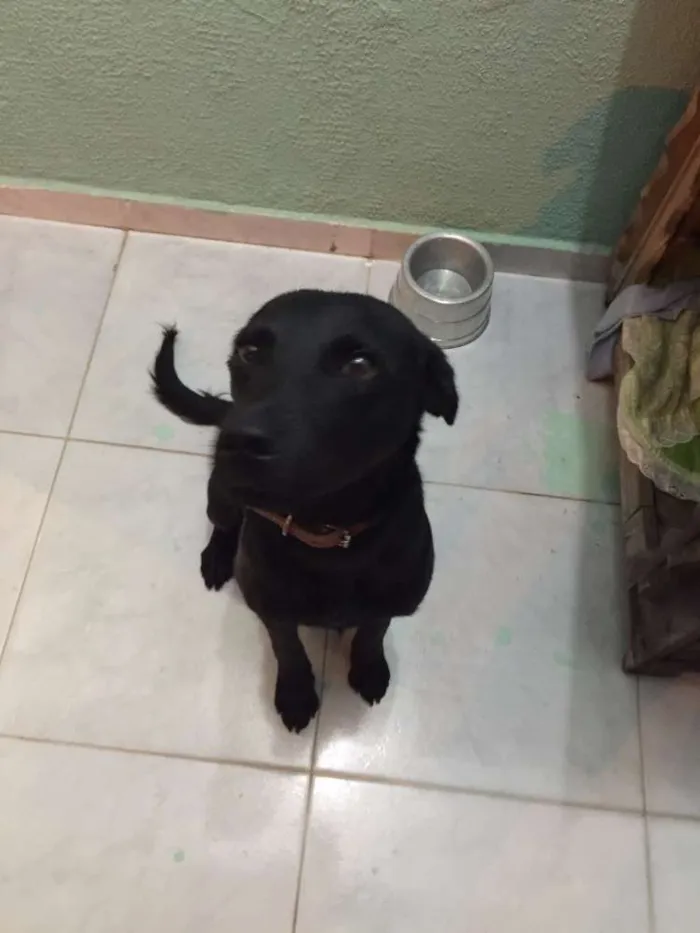 Cachorro ra a  idade 7 a 11 meses nome Juca