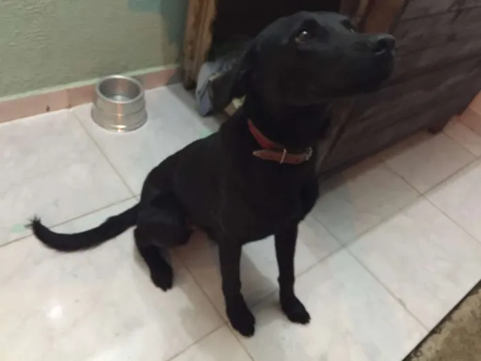 Cachorro ra a  idade 7 a 11 meses nome Juca