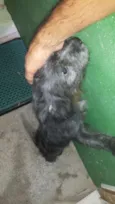Cachorro raça yorkshire com poodle idade 2 a 6 meses nome Angi