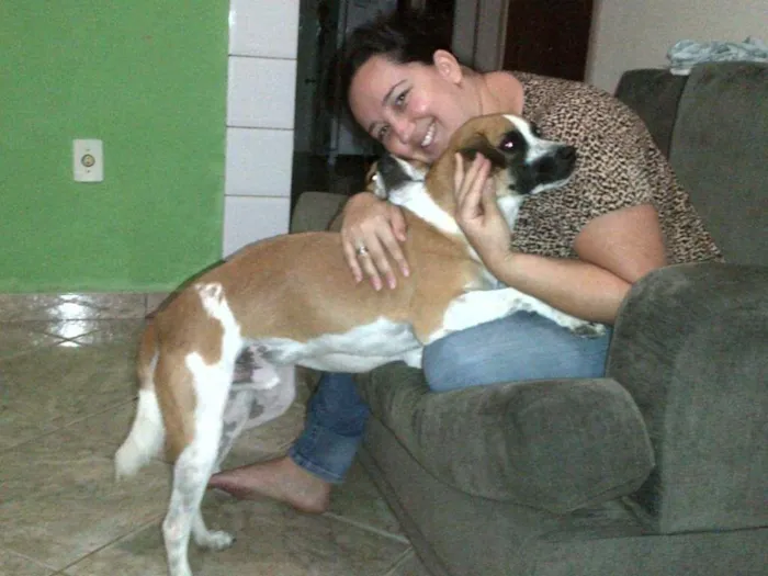 Cachorro raça nao definida idade 3 anos nome sansao