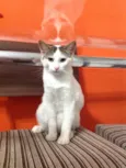 Mingau