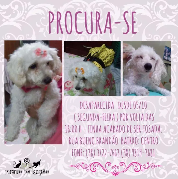 Cachorro ra a Poodle idade 3 anos nome Sofia GRATIFICA