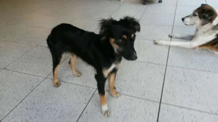 Cachorro ra a  idade 7 a 11 meses nome Sem Nome