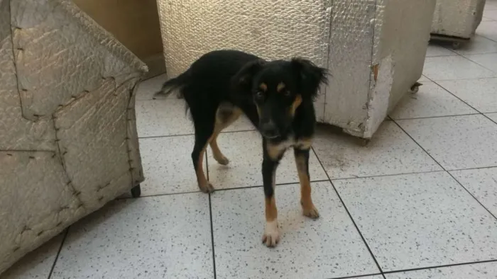 Cachorro ra a  idade 7 a 11 meses nome Sem Nome