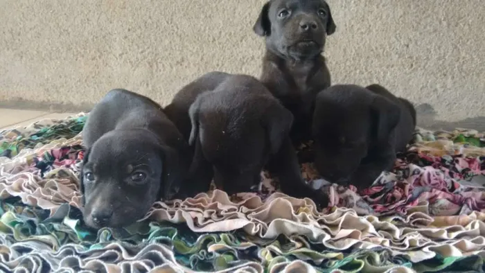 Cachorro ra a viralata  idade Abaixo de 2 meses nome não ten
