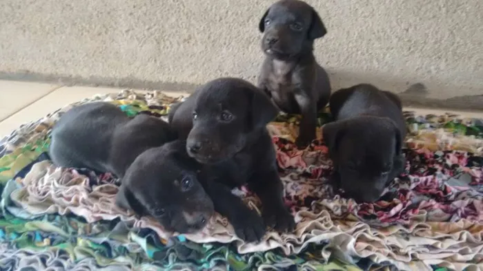 Cachorro ra a viralata  idade Abaixo de 2 meses nome não ten