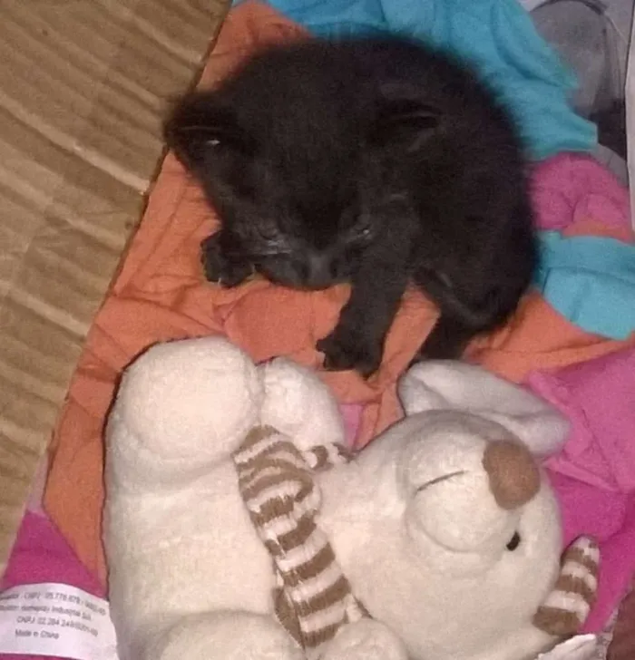 Gato ra a vira lata idade Abaixo de 2 meses nome Nestor