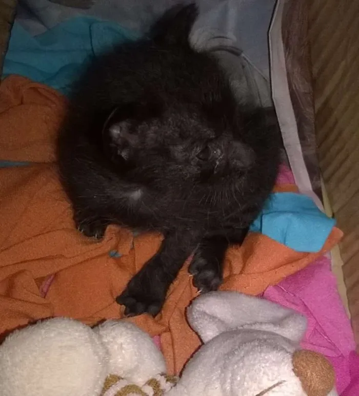 Gato ra a vira lata idade Abaixo de 2 meses nome Nestor