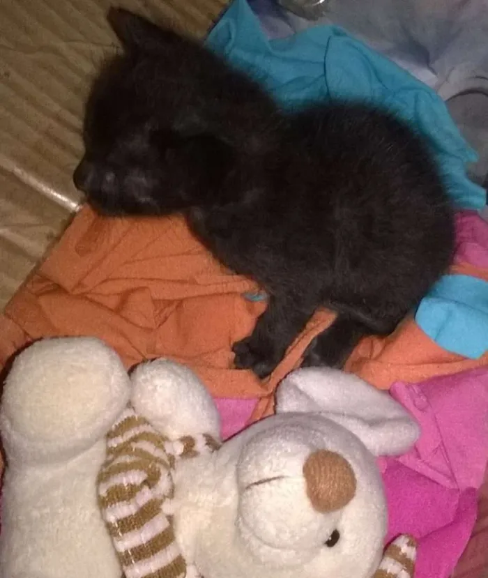 Gato ra a vira lata idade Abaixo de 2 meses nome Nestor