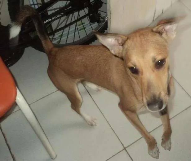Cachorro ra a misturada idade 3 anos nome Melky