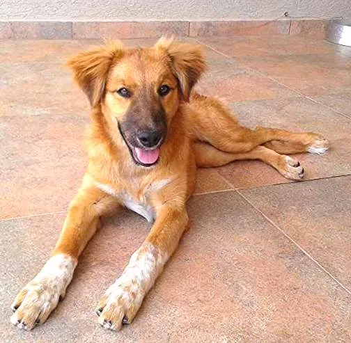 Cachorro ra a não definida, vira-lata idade 2 a 6 meses nome Mila