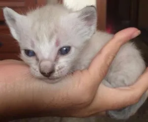 Gato raça Sem raça definida idade Abaixo de 2 meses nome Duas gatinhas