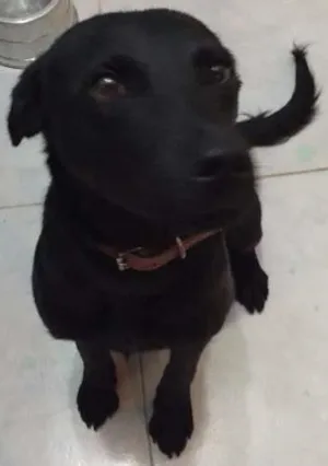 Cachorro raça  idade 7 a 11 meses nome Juca