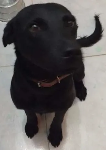 Cachorro ra a  idade 7 a 11 meses nome Juca