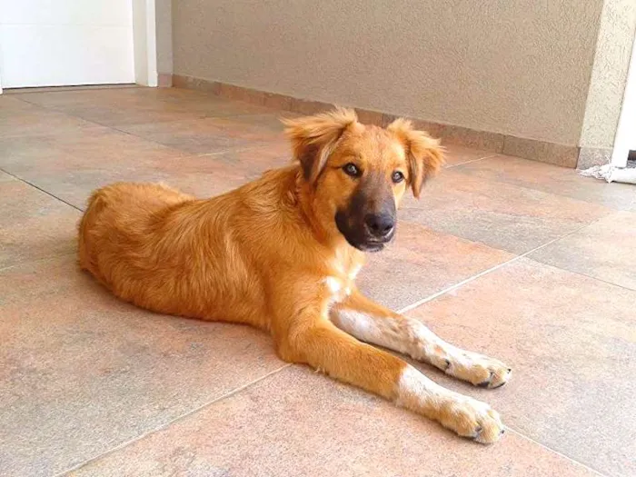 Cachorro ra a não definida, vira-lata idade 2 a 6 meses nome Mila