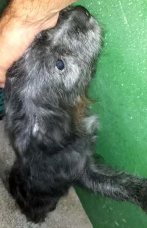 Cachorro raça yorkshire com poodle idade 2 a 6 meses nome Angi