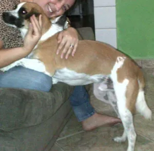 Cachorro raça nao definida idade 3 anos nome sansao