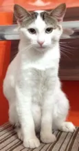 Mingau
