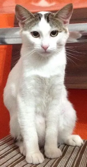 Gato raça SRD idade 7 a 11 meses nome Mingau