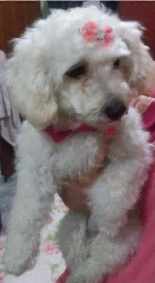 Cachorro ra a Poodle idade 3 anos nome Sofia GRATIFICA