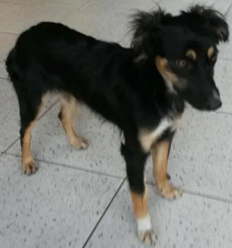 Cachorro ra a  idade 7 a 11 meses nome Sem Nome